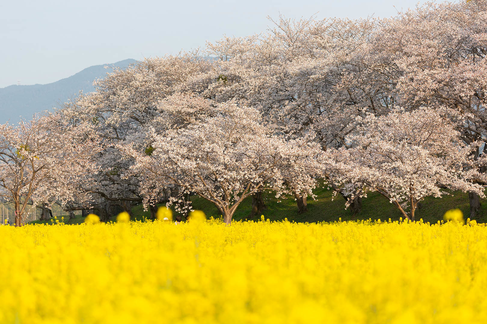 藤原宮跡の桜と菜の花_a0003166_18214646.jpg