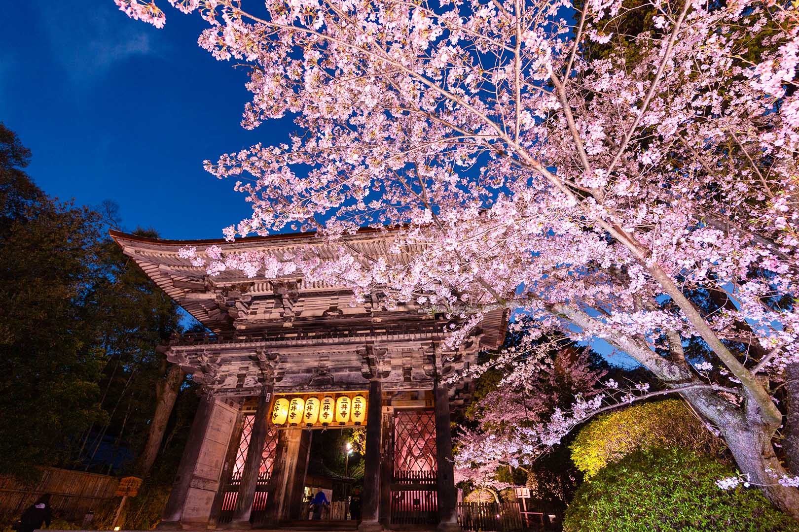 三井寺の桜 ライトアップ_a0003166_18240463.jpg