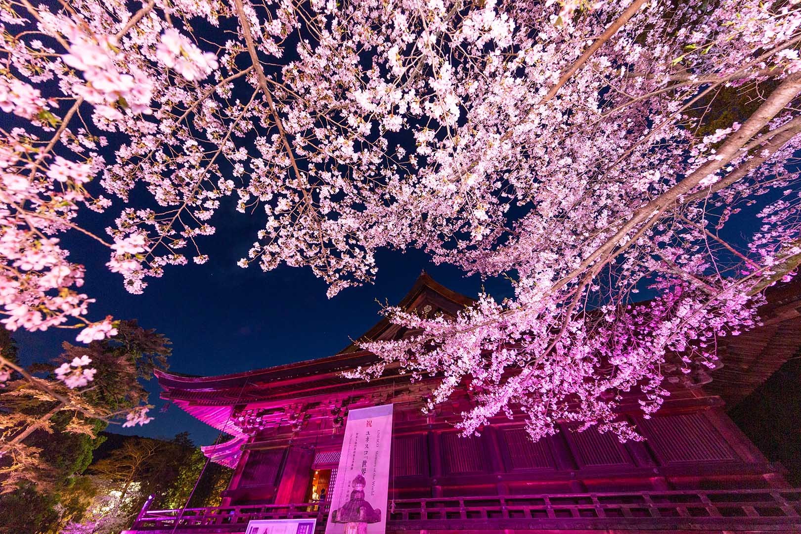 三井寺の桜 ライトアップ_a0003166_18241159.jpg