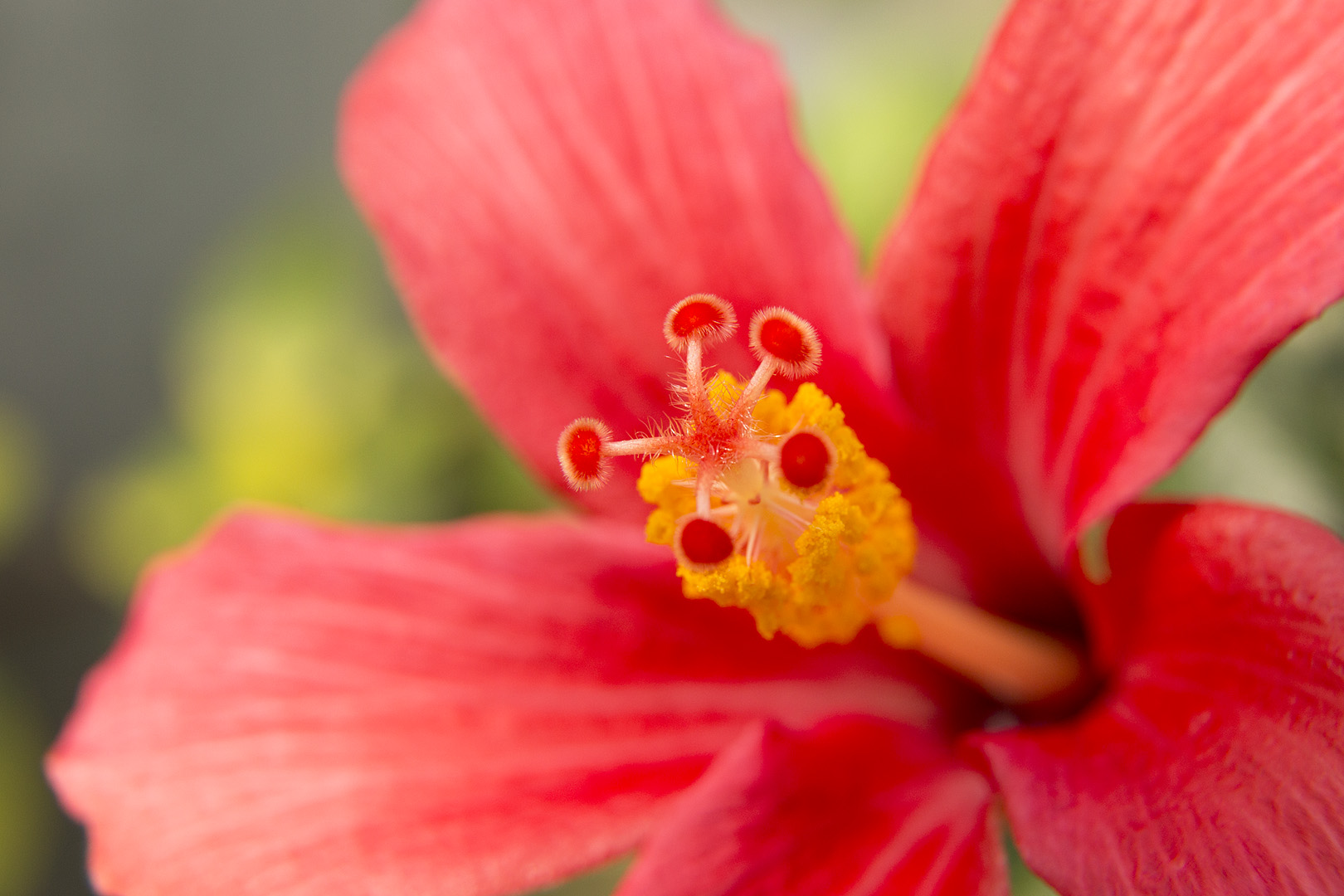 花 （咲くやこの花館）_a0003166_18261827.jpg