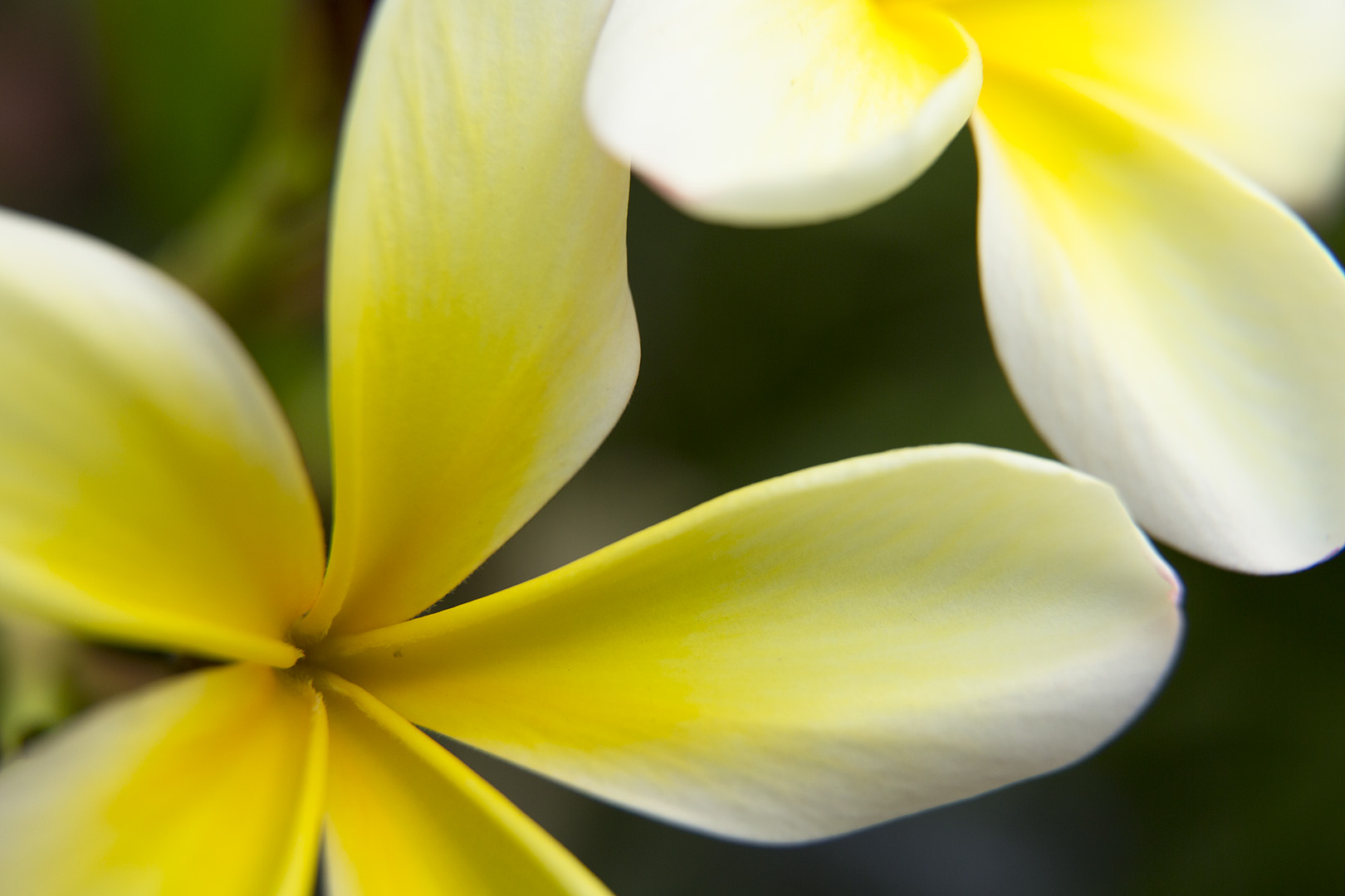 花 （咲くやこの花館）_a0003166_18261929.jpg