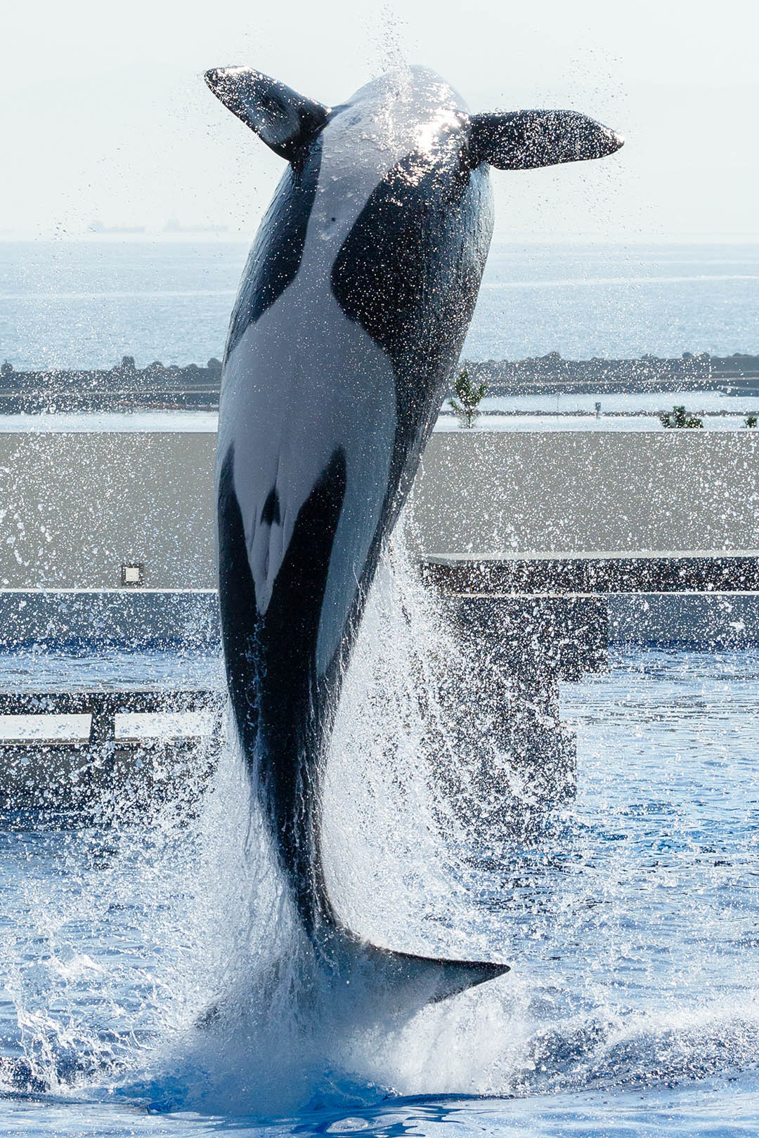 シャチ（須磨シーワールド）_a0003166_18262098.jpg