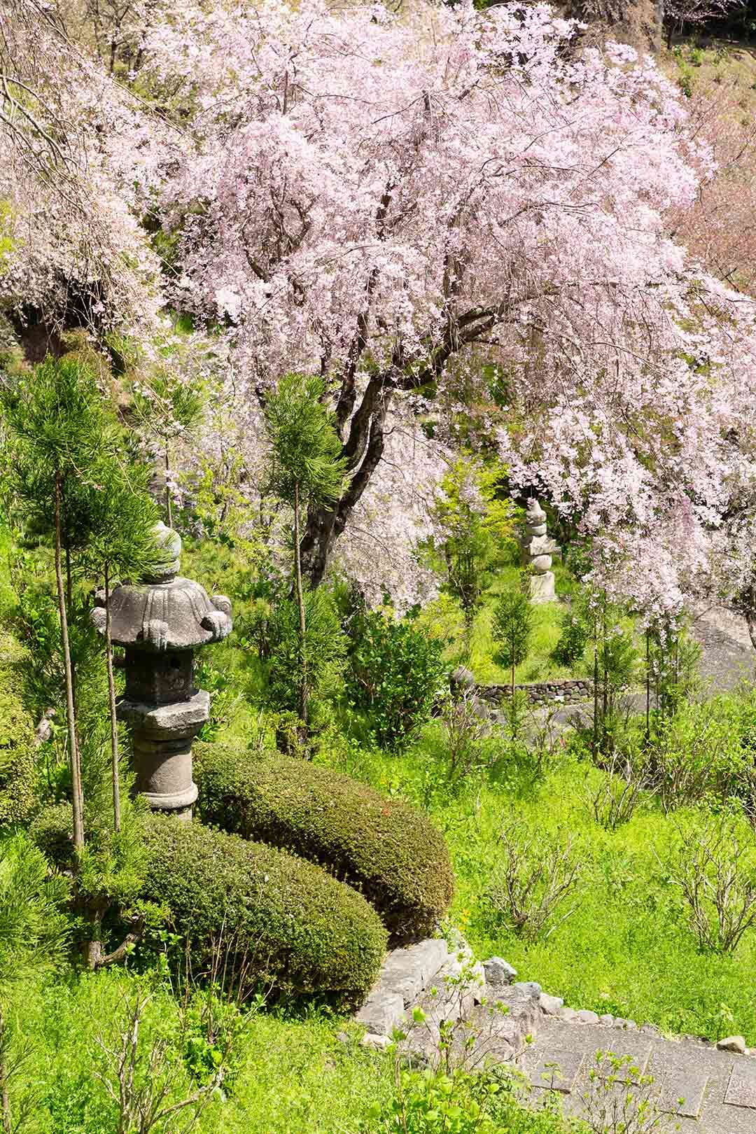 善峯寺の桜_a0003166_18270632.jpg