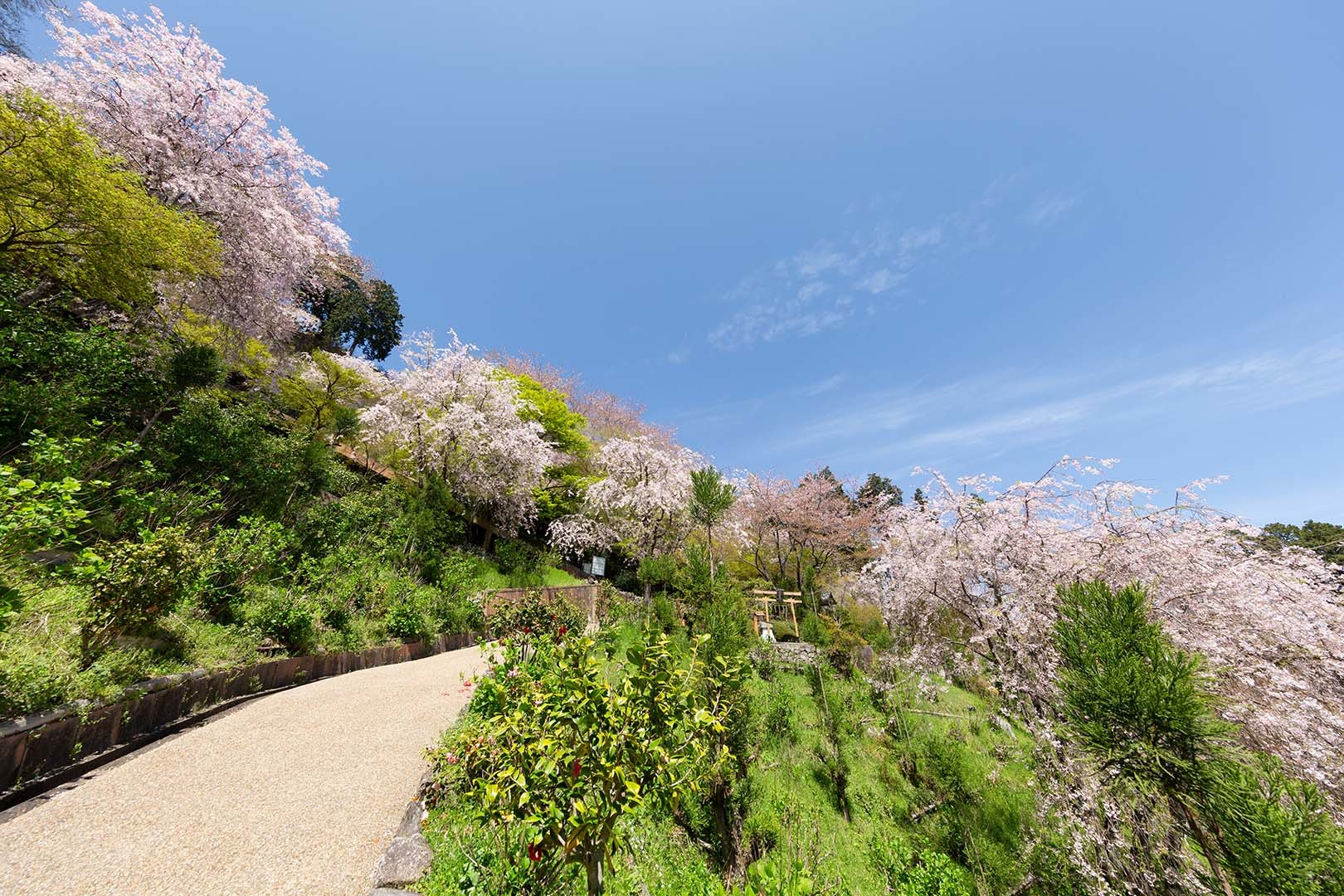 善峯寺の桜_a0003166_18271566.jpg