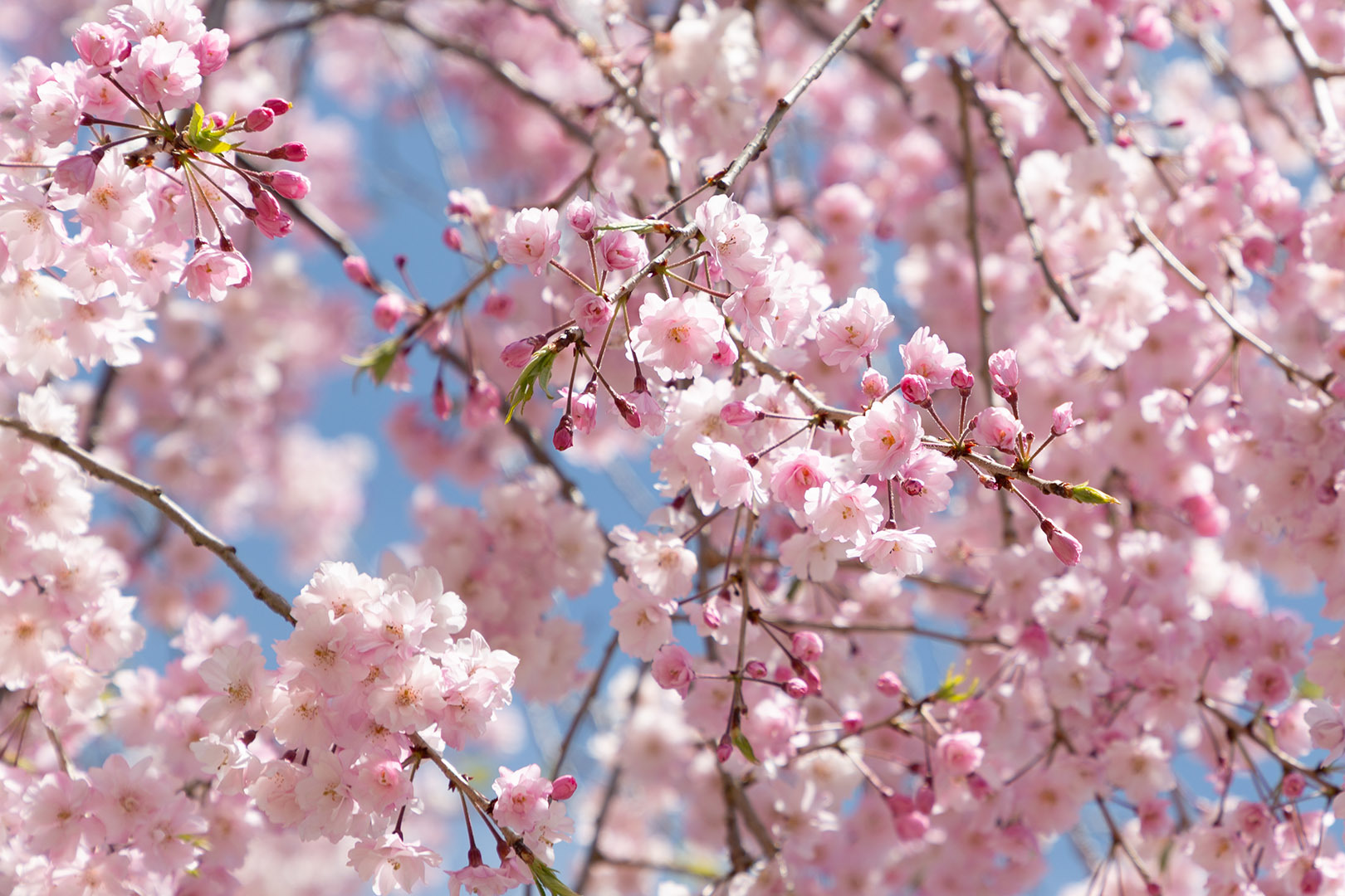 善峯寺の桜_a0003166_18272458.jpg