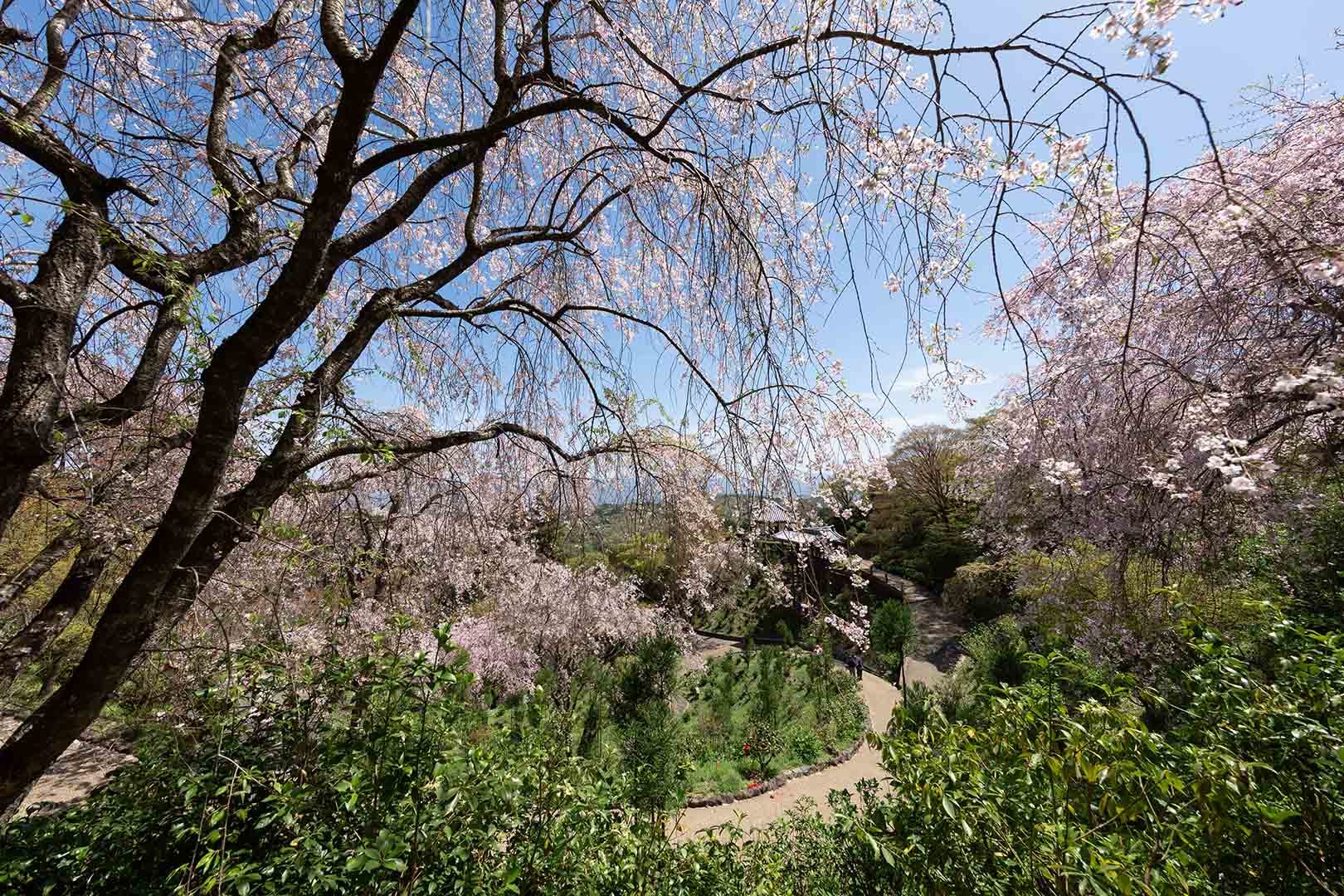 善峯寺の桜_a0003166_18274910.jpg