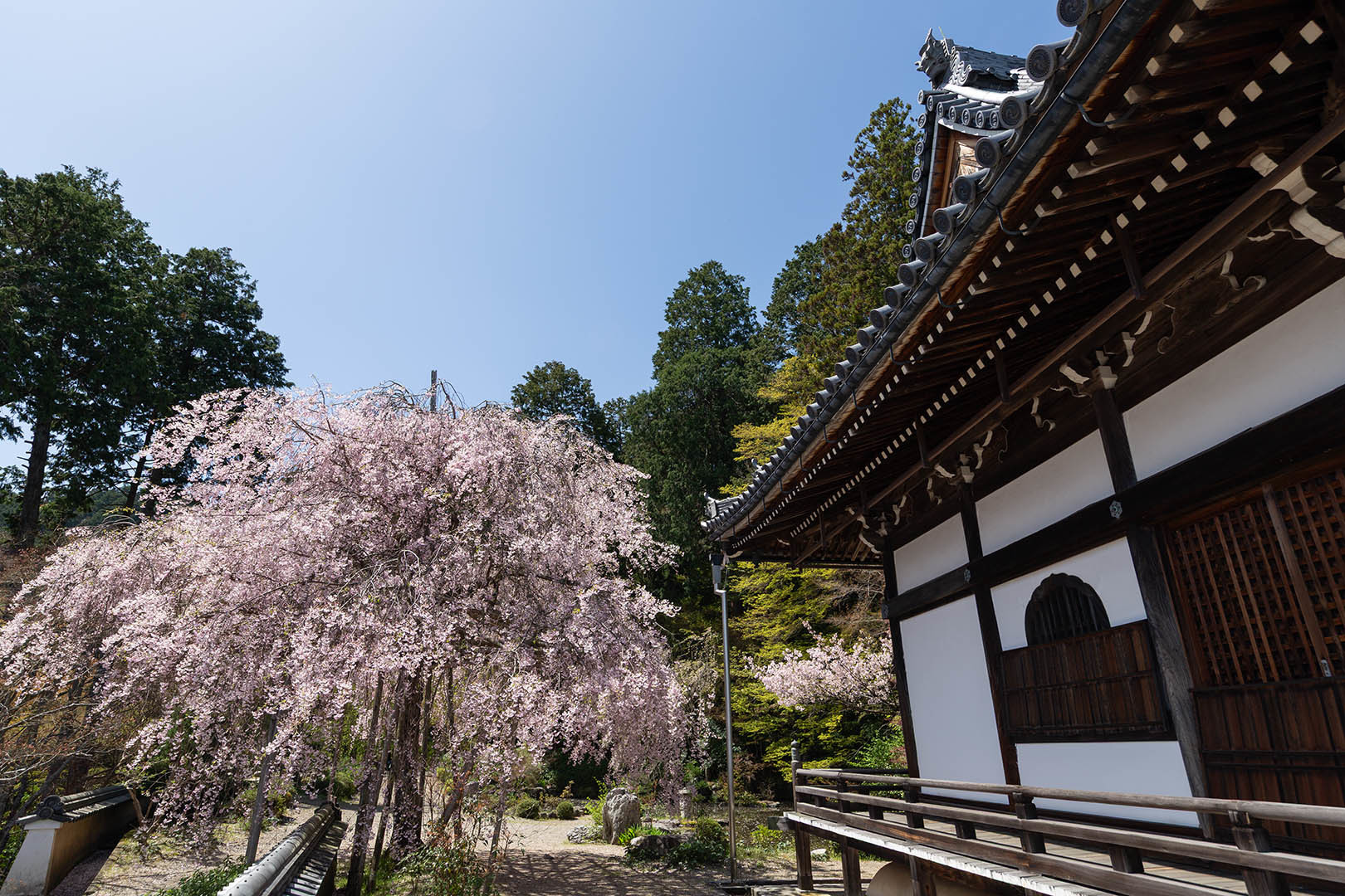 善峯寺の桜_a0003166_18274916.jpg