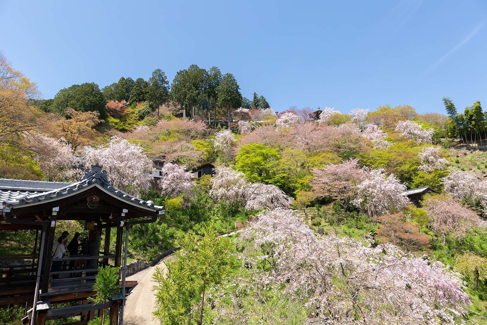善峯寺の桜_a0003166_18274955.jpg