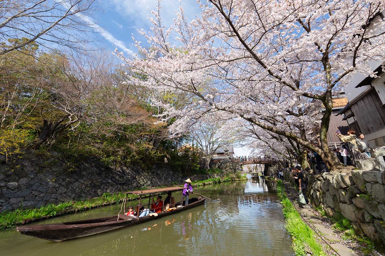 八幡堀の桜_a0003166_18280705.jpg