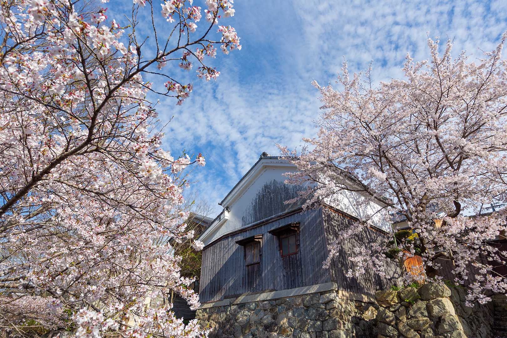 八幡堀の桜_a0003166_18280835.jpg