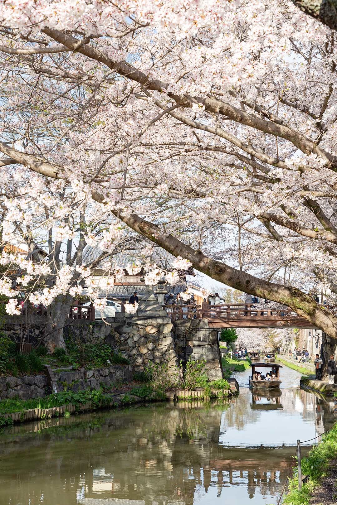 八幡堀の桜_a0003166_18284648.jpg