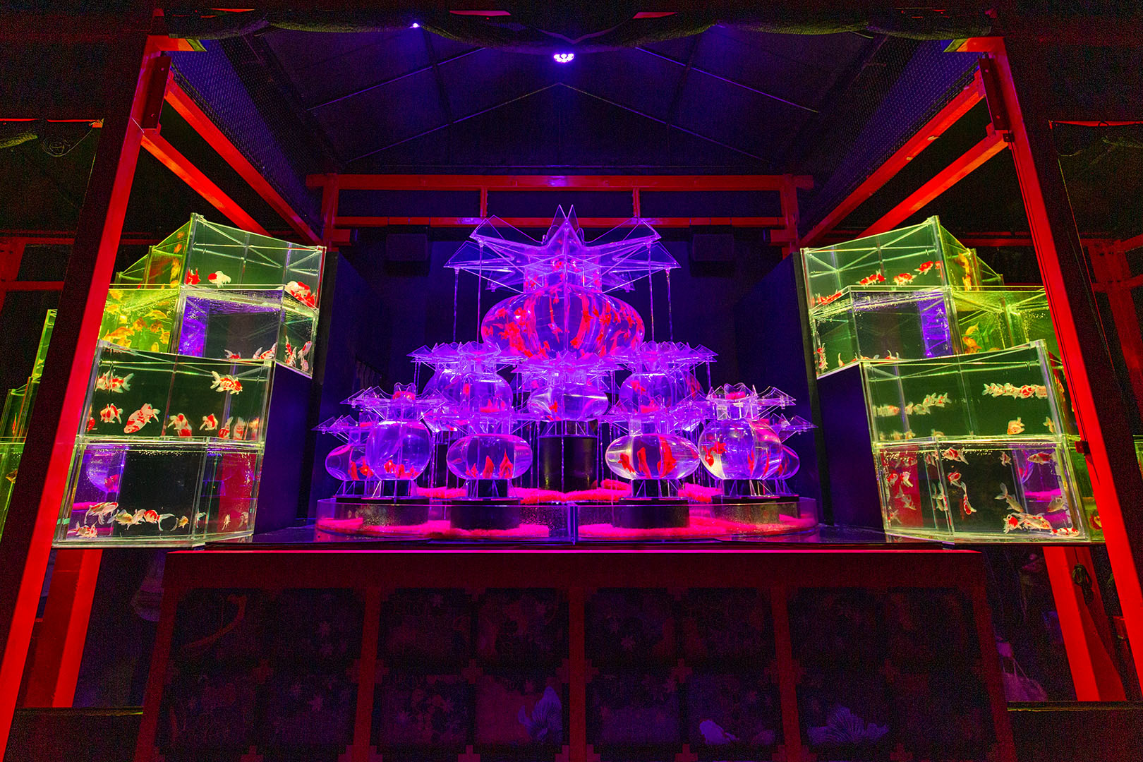 アートアクアリウム（二条城）_a0003166_18290244.jpg
