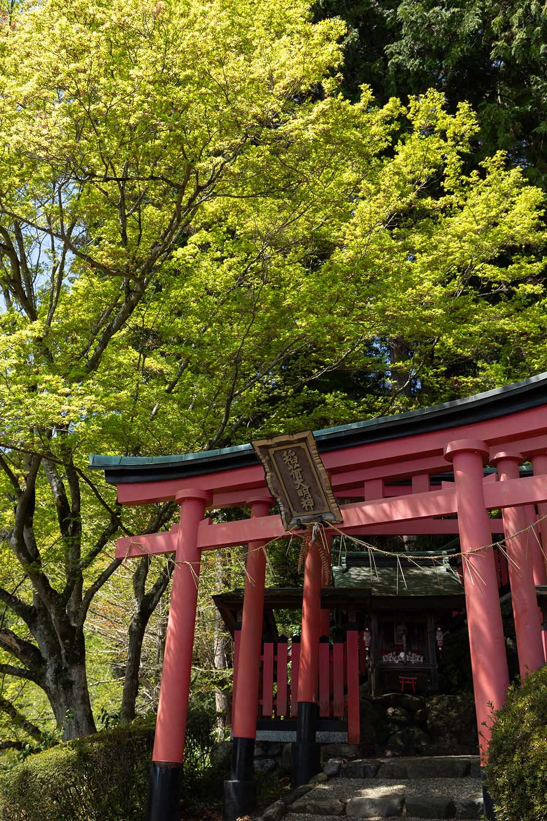 青もみじ（善峯寺）_a0003166_18291350.jpg