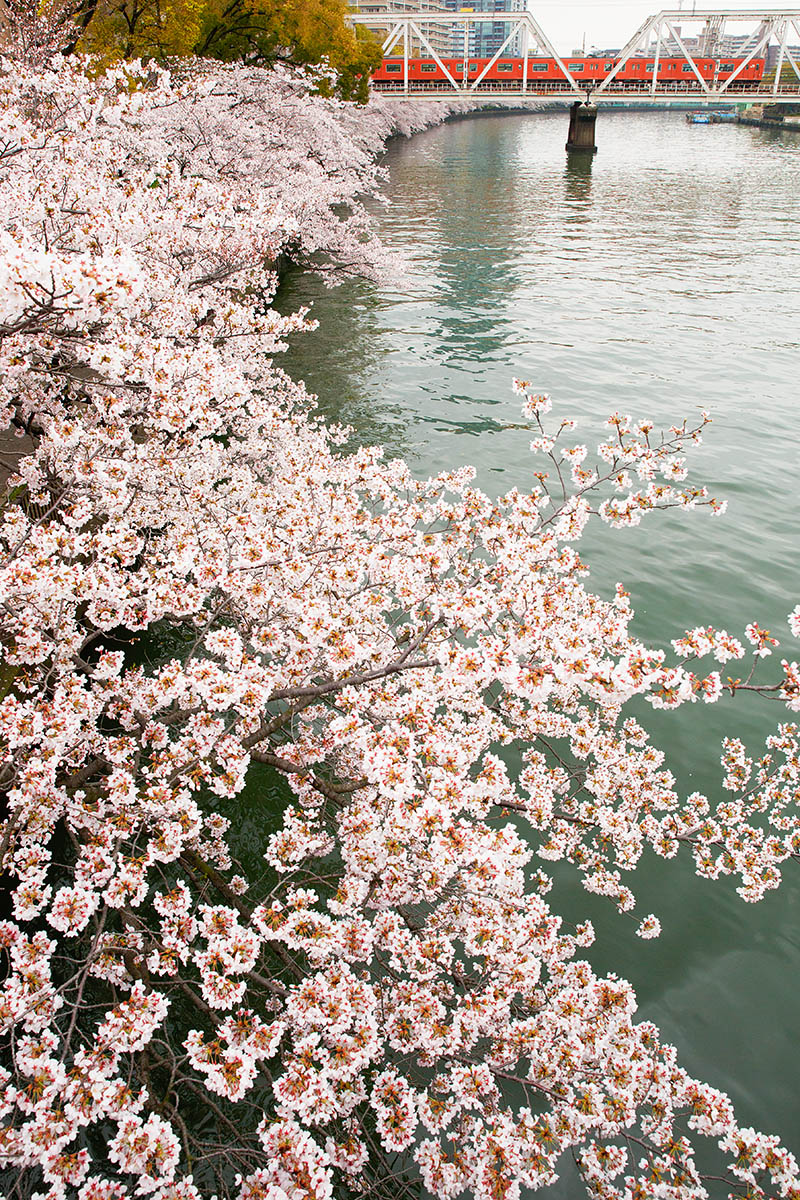 桜ノ宮など_a0003166_18324592.jpg