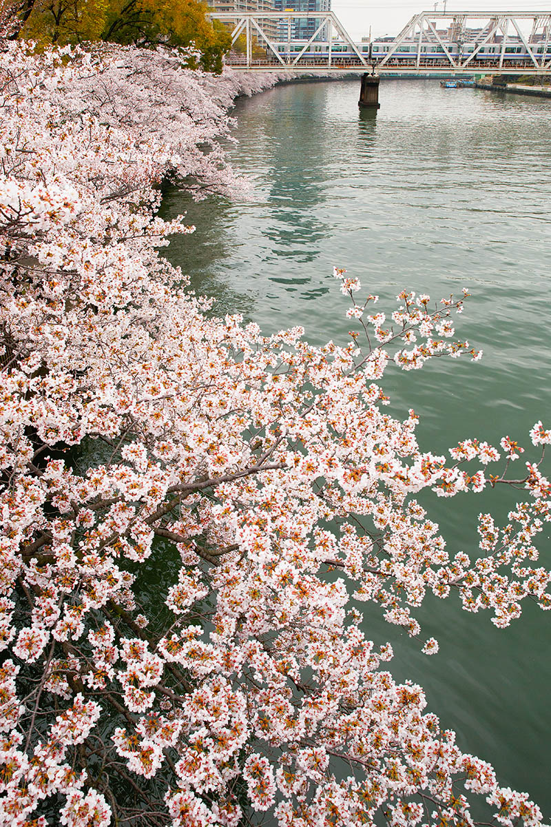 桜ノ宮など_a0003166_18325234.jpg