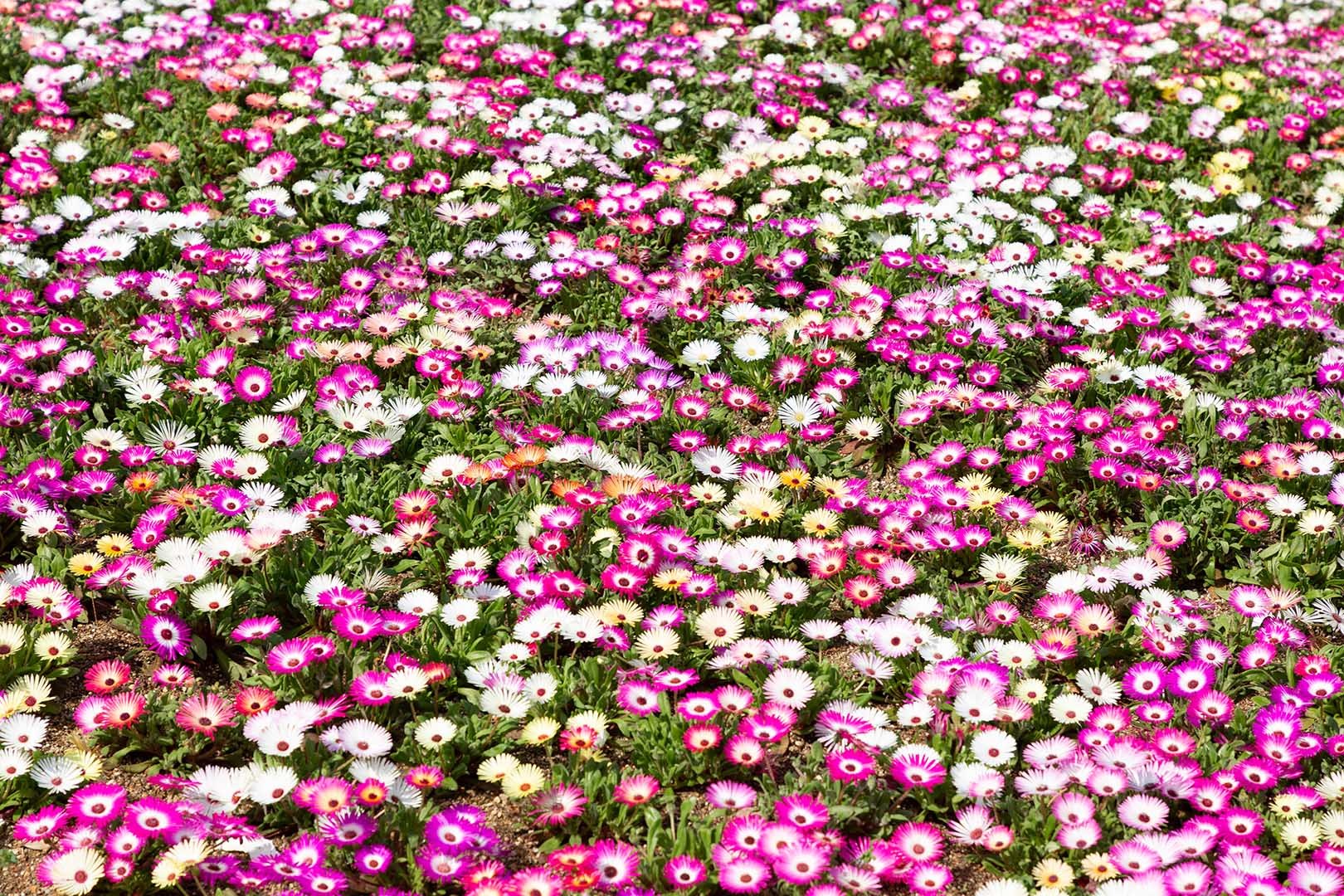 花（万博公園）_a0003166_18383342.jpg
