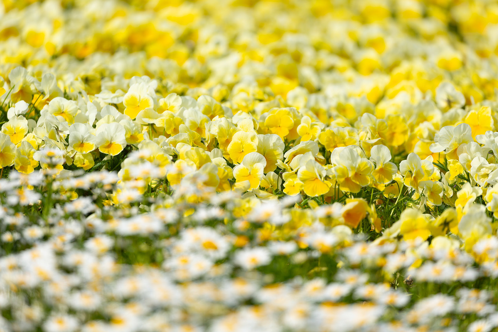 花（万博公園）_a0003166_18383355.jpg