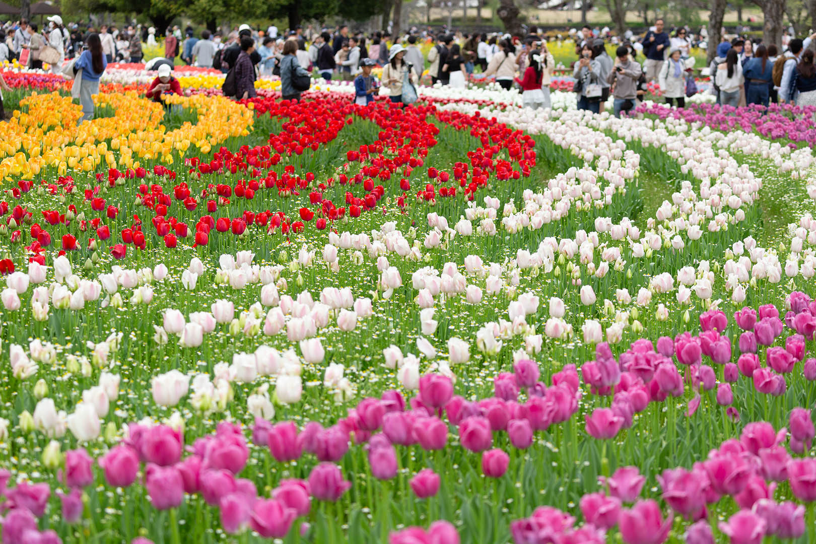 花（万博公園）_a0003166_18384247.jpg