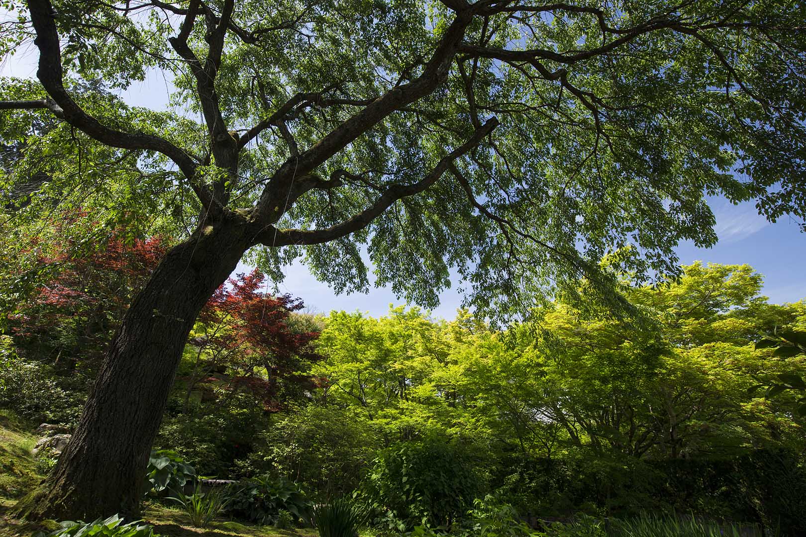 嵐山 （常寂光寺）_a0003166_18452074.jpg