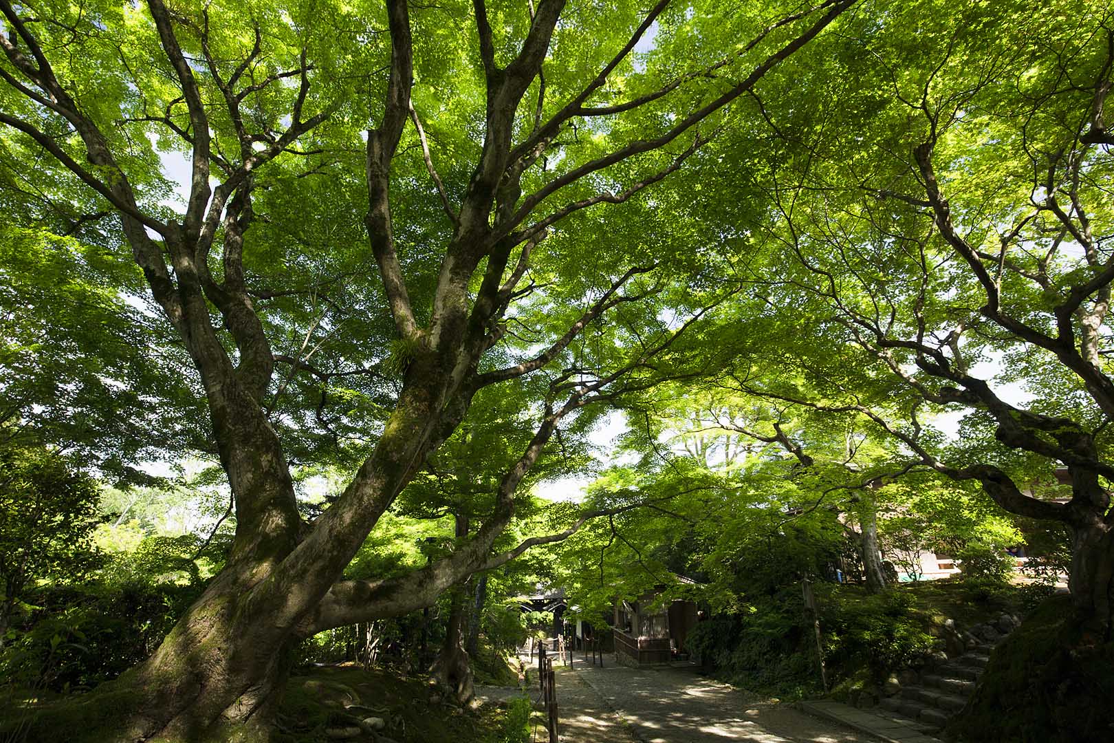 嵐山 （常寂光寺）_a0003166_18452196.jpg