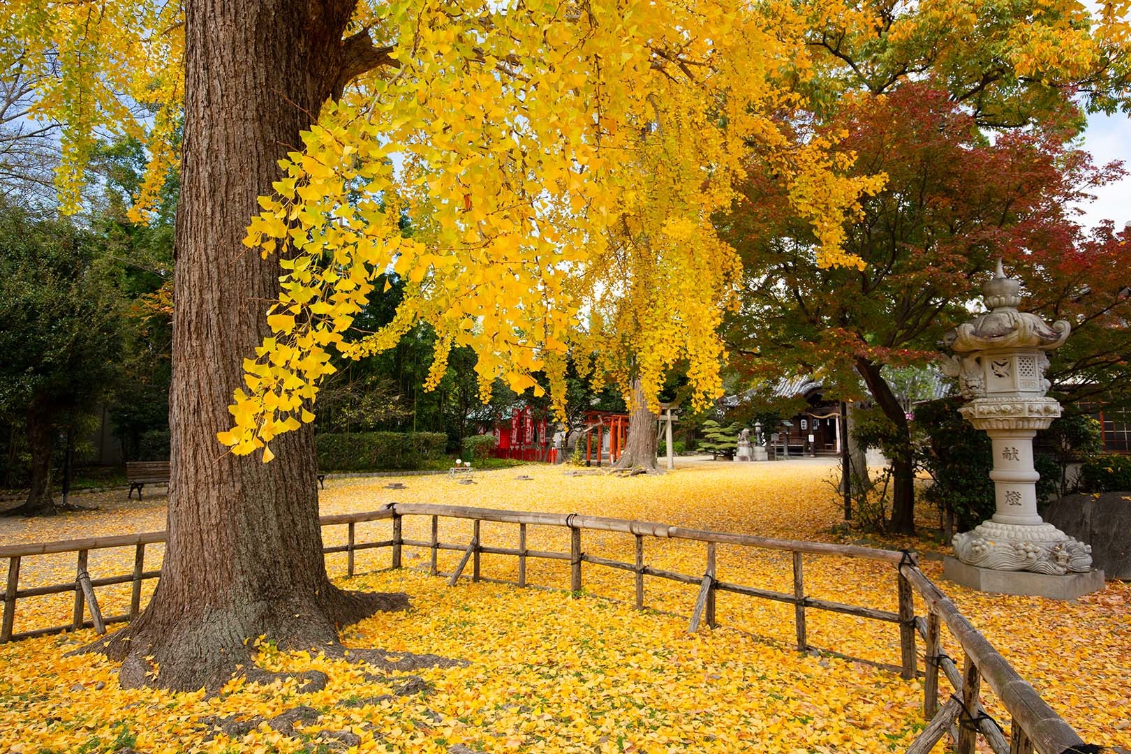 イチョウ_a0003166_18493356.jpg