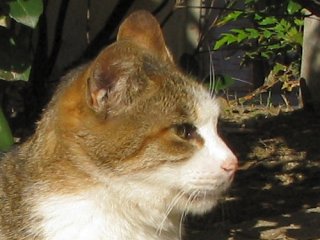 ねこ_a0003166_186739.jpg