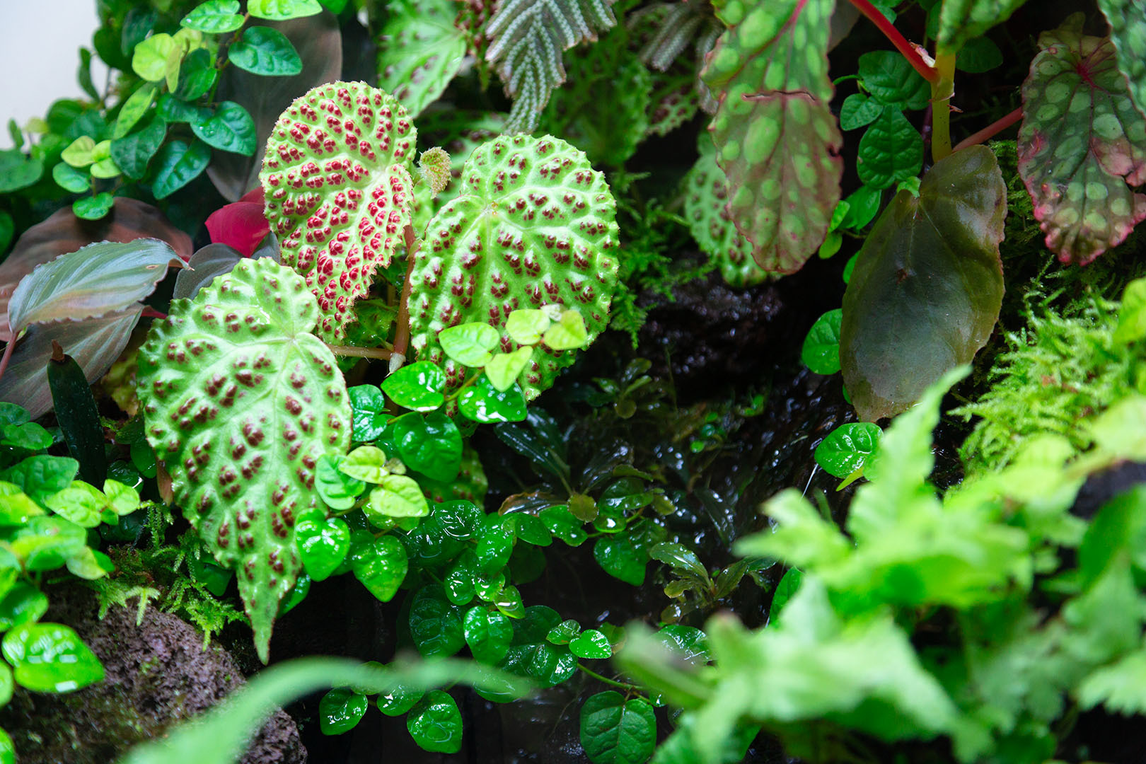 ネイチャーアクアリウム_a0003166_19143954.jpg