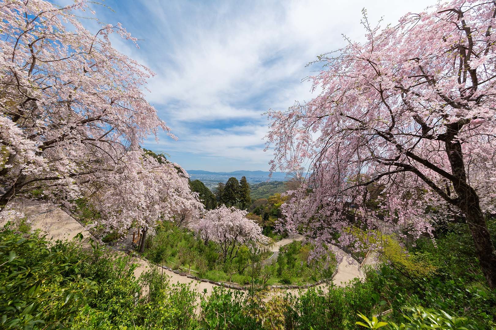 善峯寺 桜_a0003166_19165285.jpg