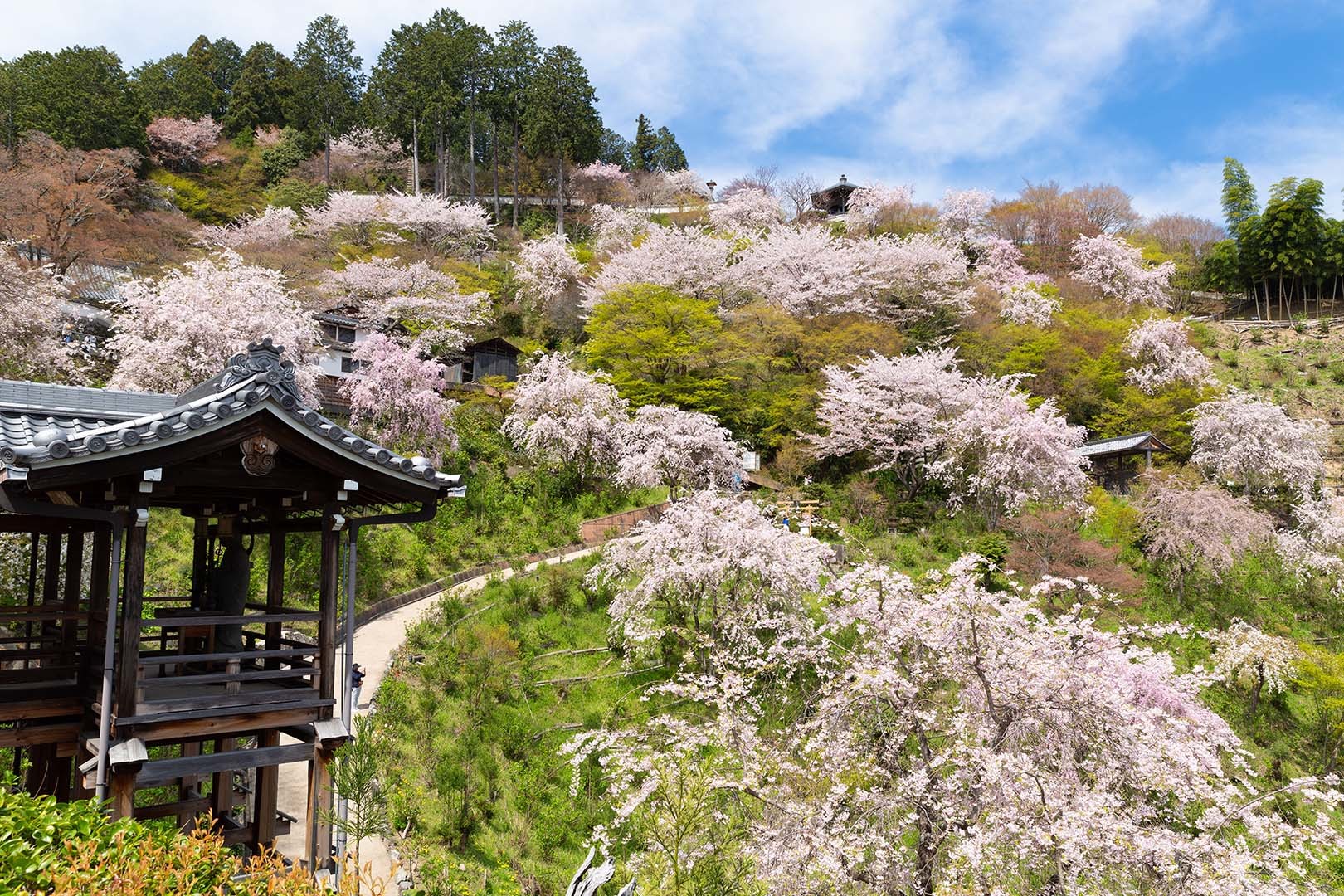 善峯寺 桜_a0003166_19170322.jpg