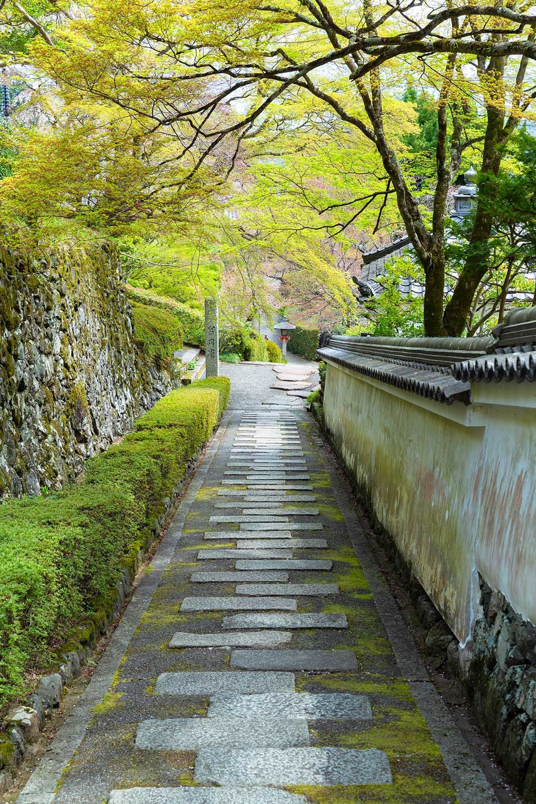 善峯寺 桜_a0003166_19171715.jpg