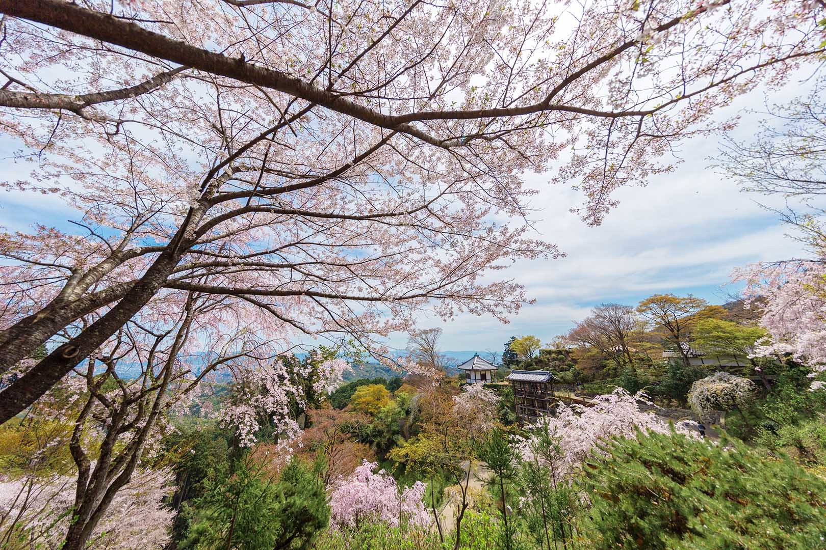 善峯寺 桜_a0003166_19171772.jpg