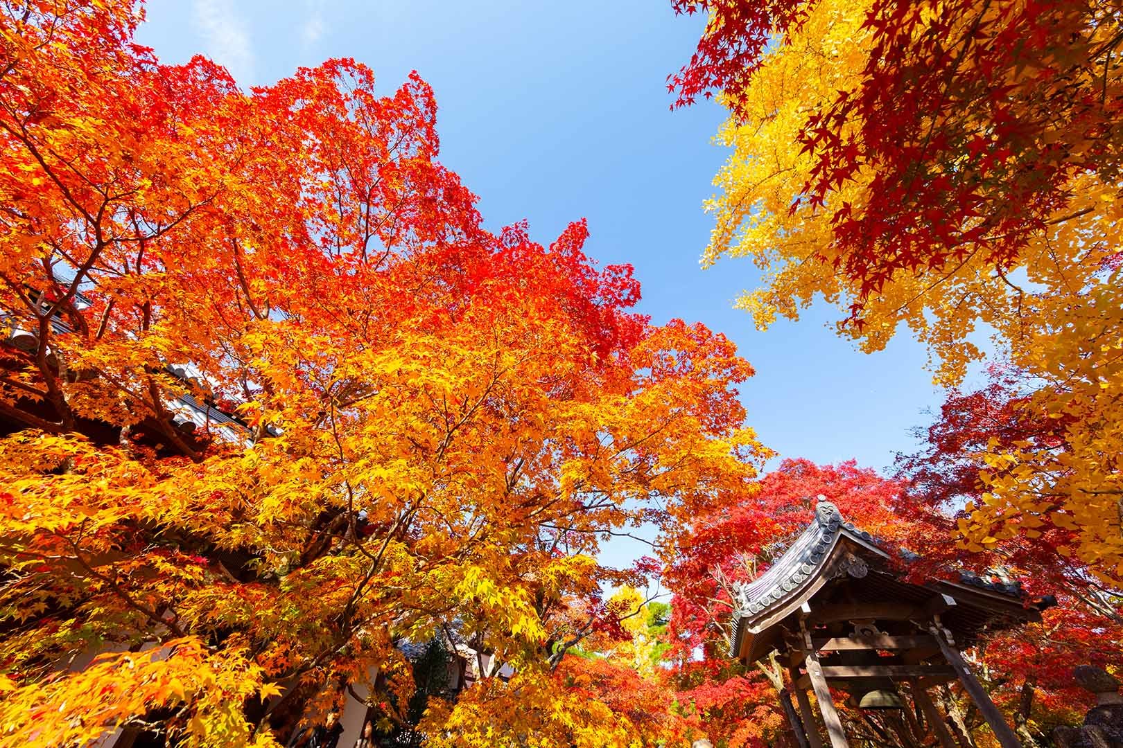 常寂光寺の紅葉_a0003166_19483011.jpg
