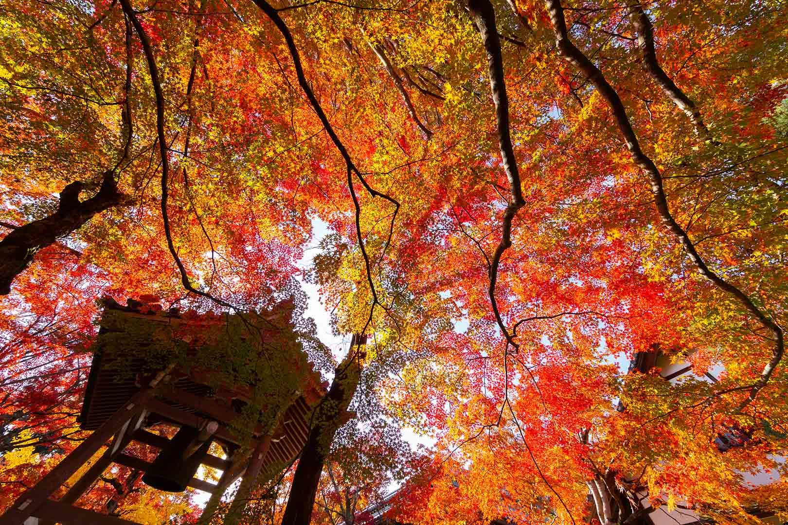 常寂光寺の紅葉_a0003166_19485401.jpg