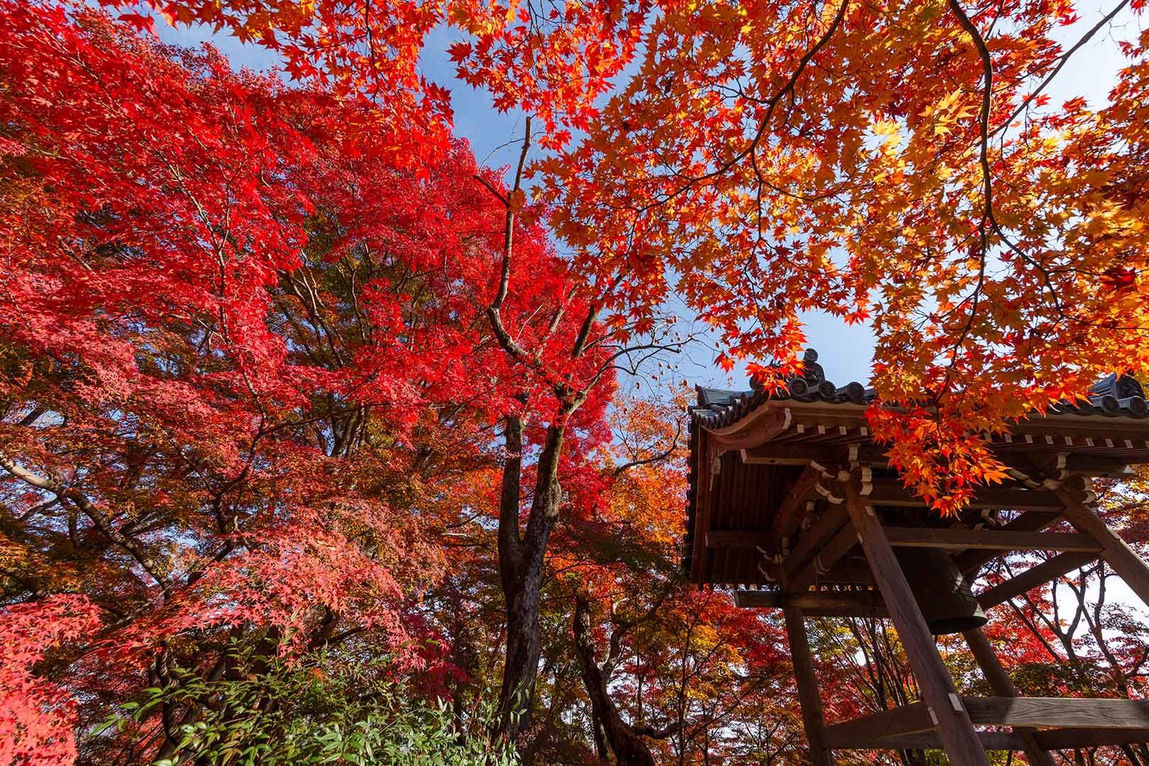 常寂光寺の紅葉_a0003166_19491208.jpg