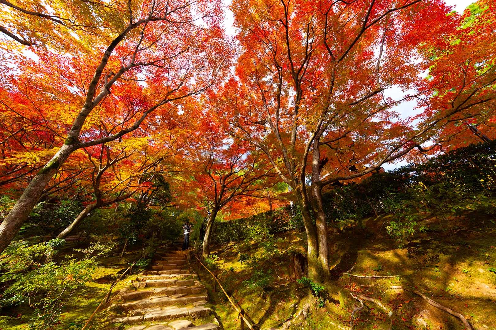 常寂光寺の紅葉 その２_a0003166_19503358.jpg