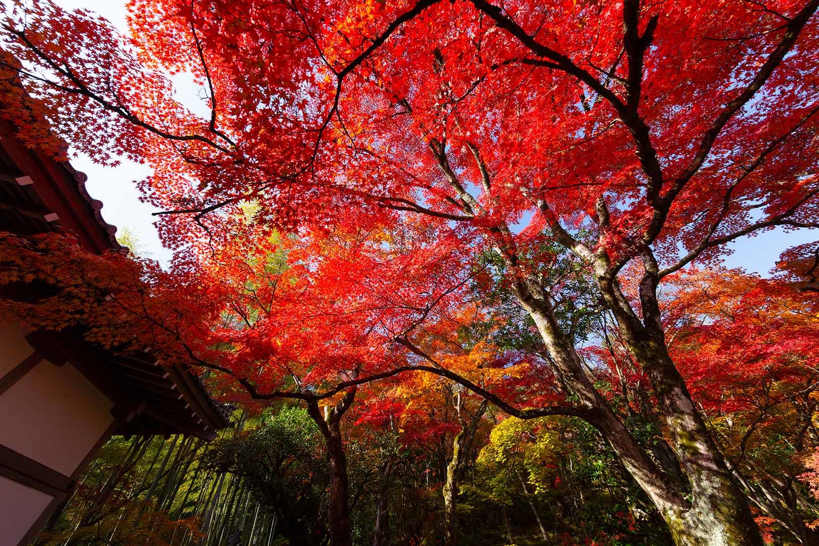 常寂光寺の紅葉 その２_a0003166_19503782.jpg