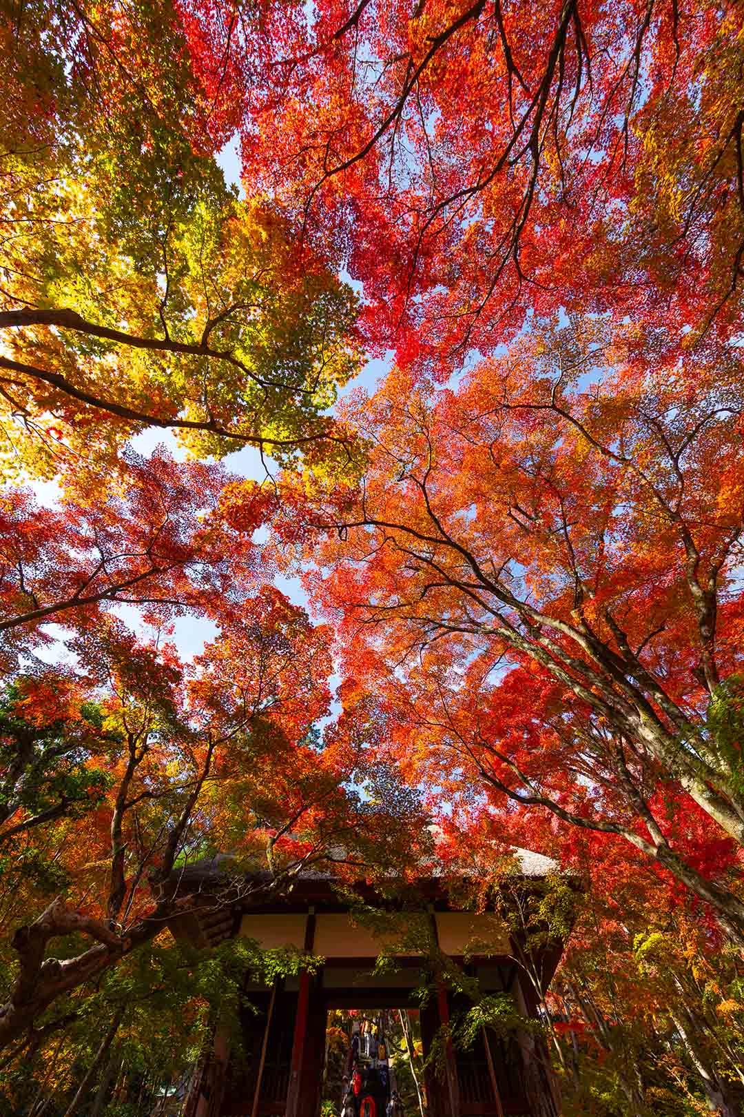 常寂光寺の紅葉 その２_a0003166_19504583.jpg