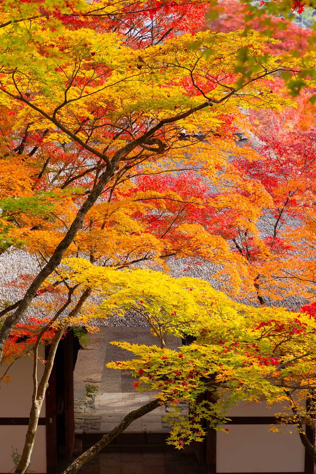 常寂光寺の紅葉 その２_a0003166_19505939.jpg