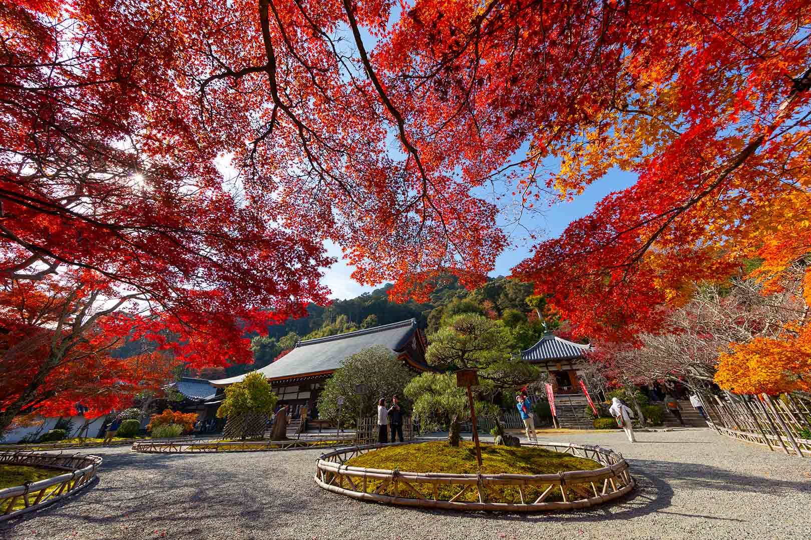 二尊院の紅葉_a0003166_19524639.jpg