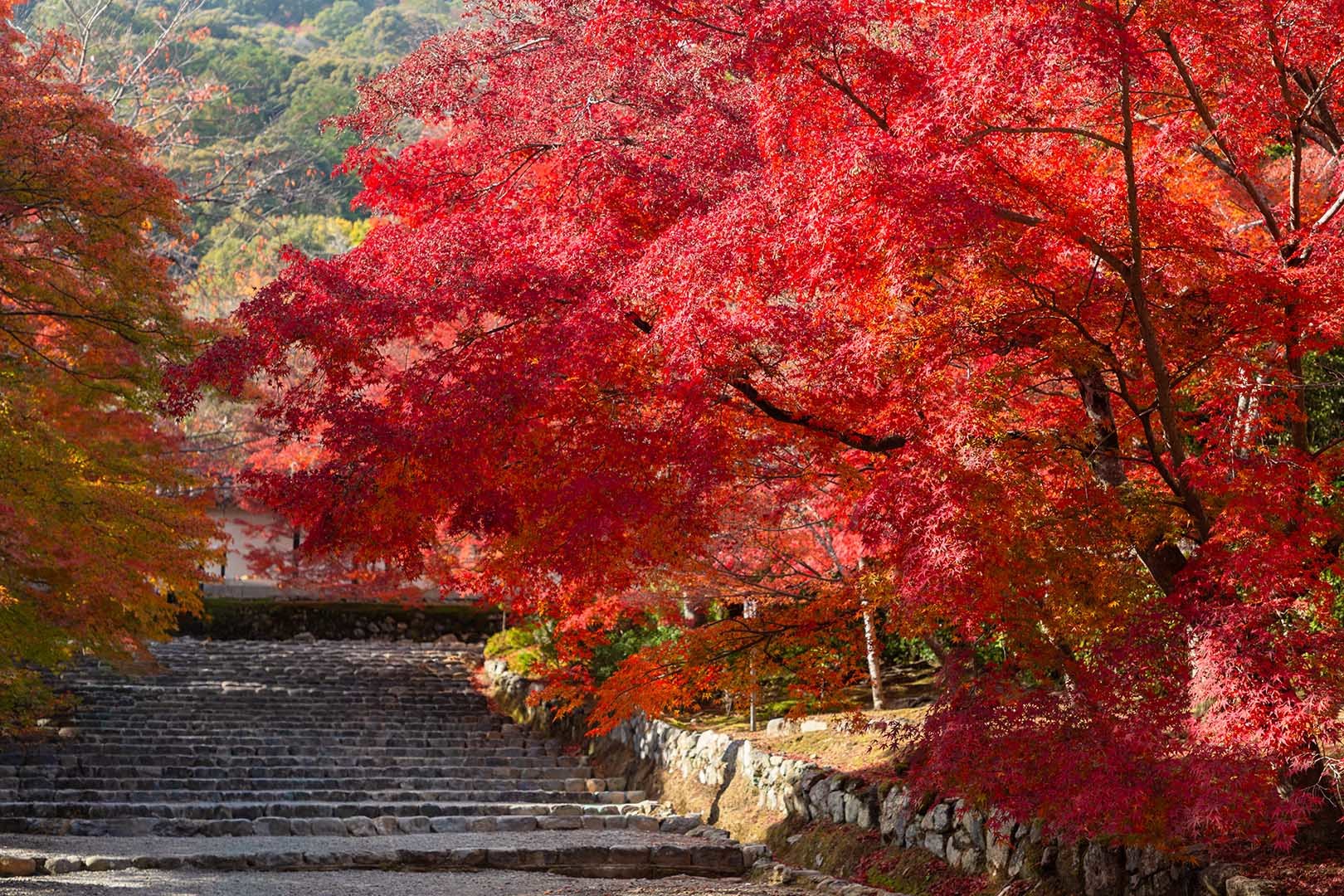 二尊院の紅葉_a0003166_19524962.jpg