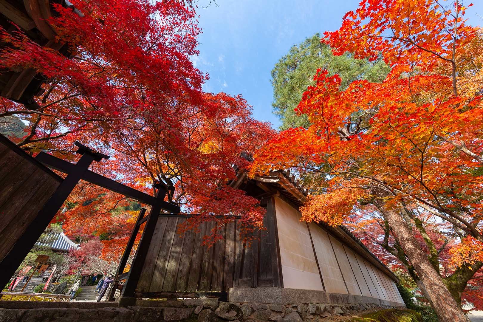 二尊院の紅葉_a0003166_19525481.jpg