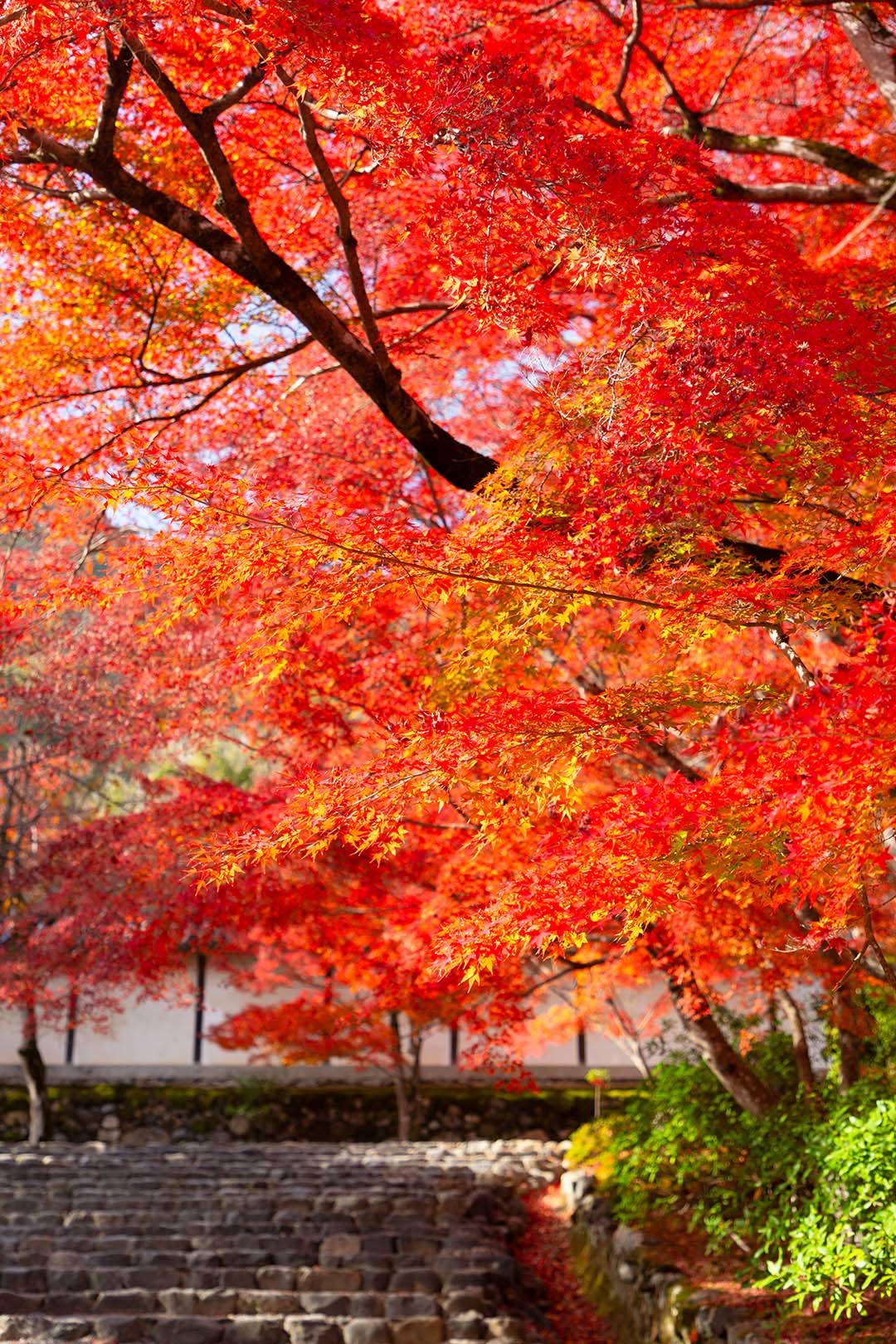 二尊院の紅葉_a0003166_19530281.jpg