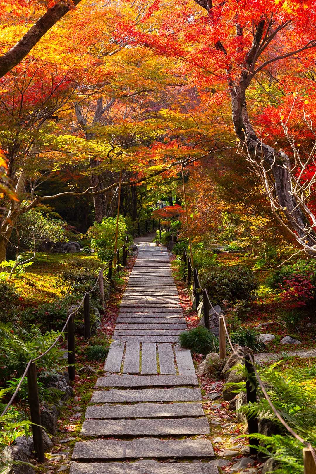 宝筐院の紅葉_a0003166_19545364.jpg