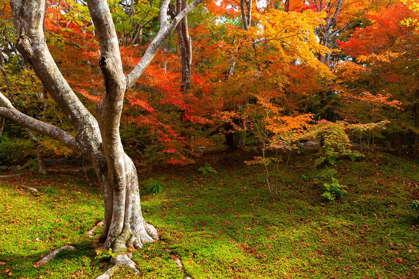宝筐院の紅葉_a0003166_19550220.jpg