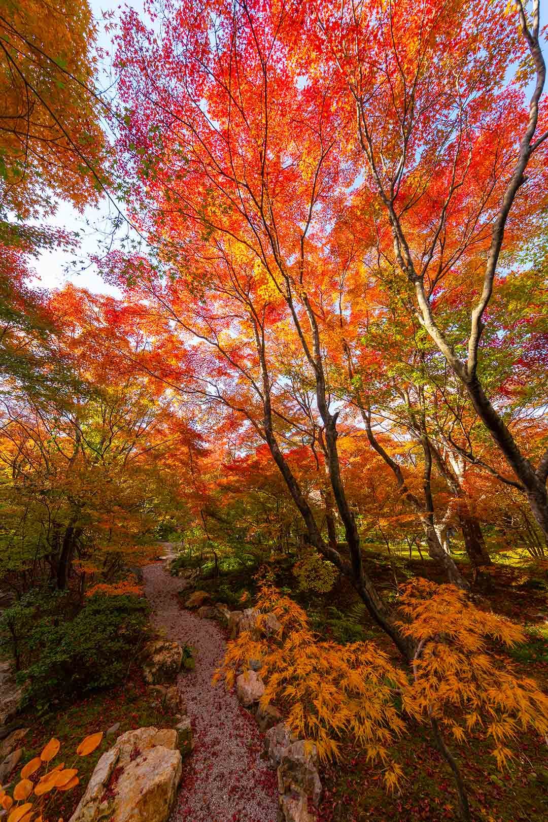 宝筐院の紅葉_a0003166_19550329.jpg