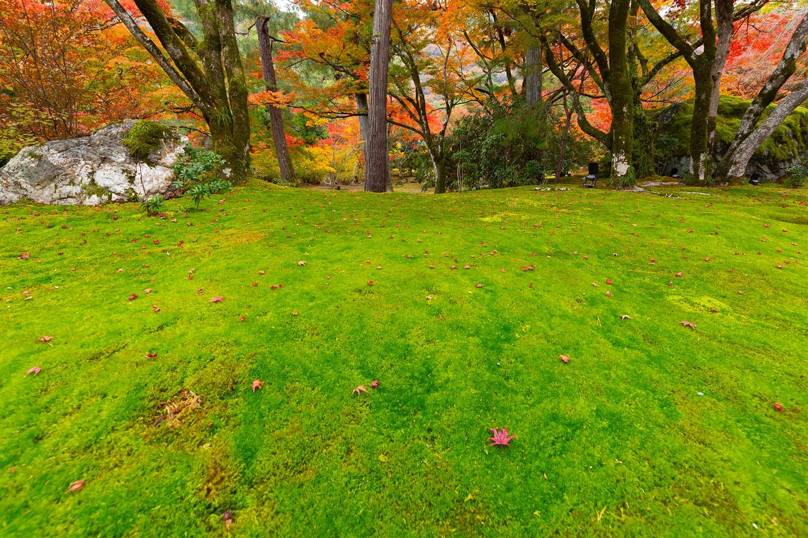 宝厳院の苔と紅葉_a0003166_19574125.jpg