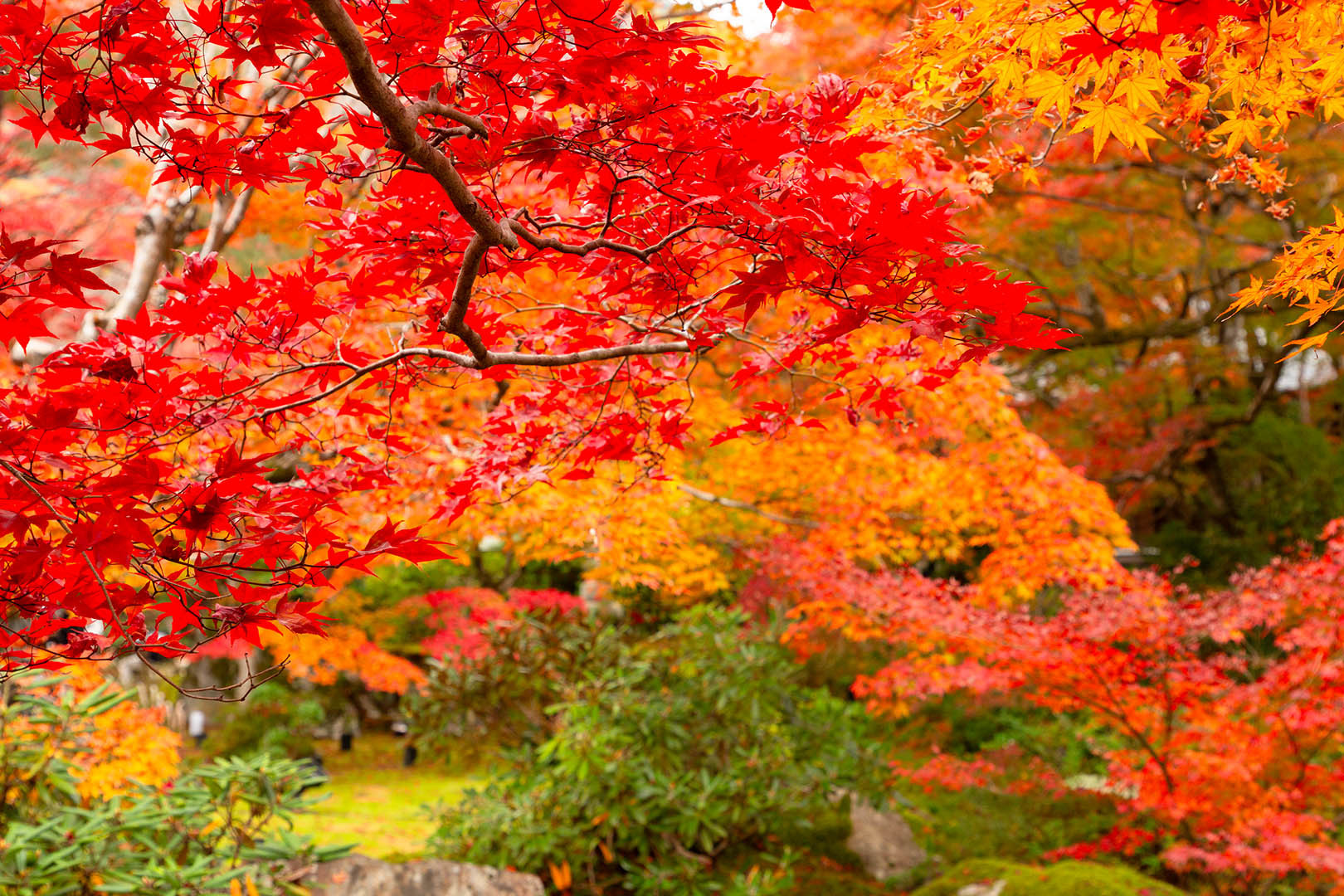 宝厳院の苔と紅葉_a0003166_19575213.jpg