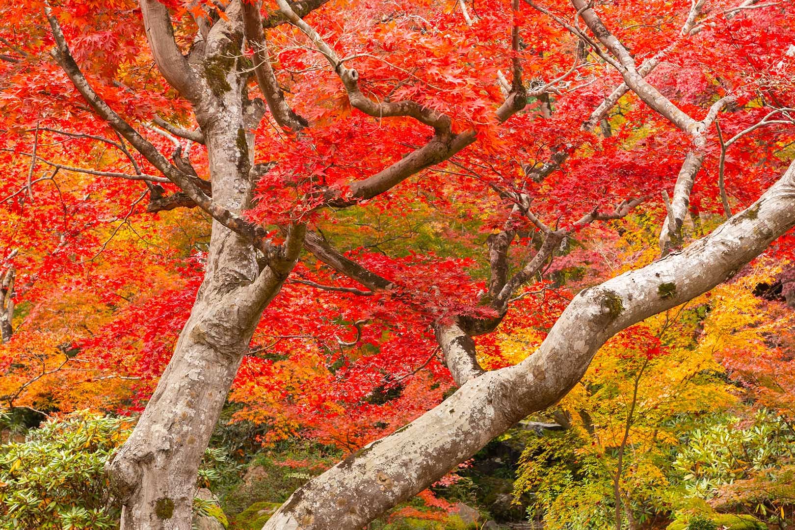 宝厳院の苔と紅葉_a0003166_19575322.jpg
