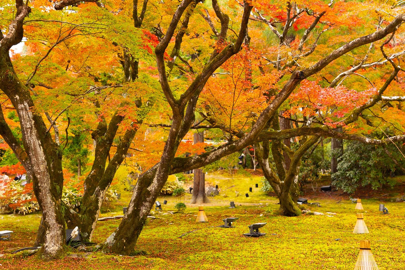 宝厳院の苔と紅葉_a0003166_19580923.jpg