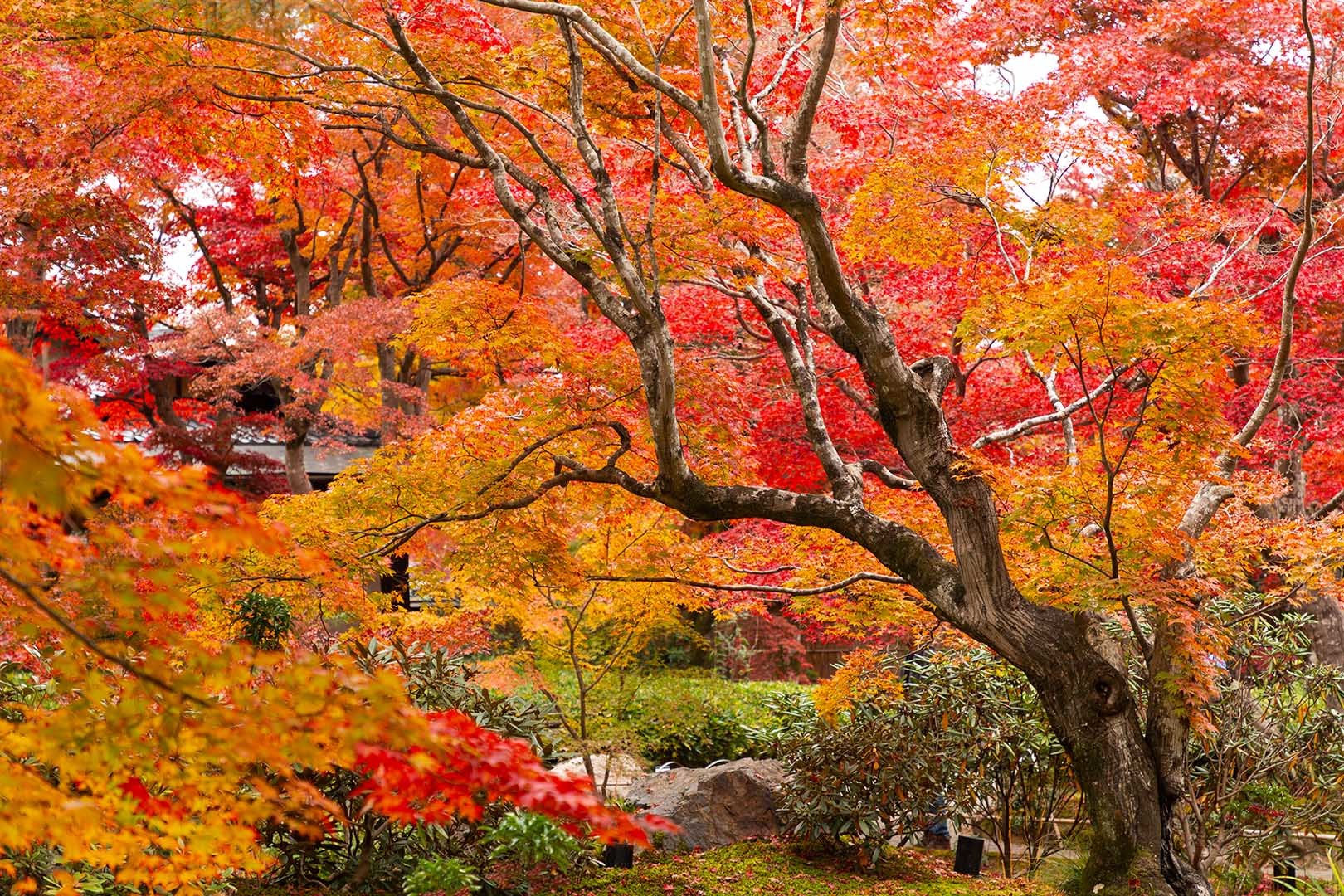 宝厳院の苔と紅葉_a0003166_19580933.jpg